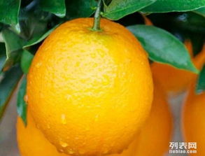 新鮮采摘的原產地汁源 江西信豐臍橙大量批發，從果園直達您的掌心